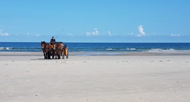 Juist Kutschfahrt - Inselresidenz Wattenmeer Whg 9